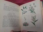 Popular Field Botany Agnes Catlow