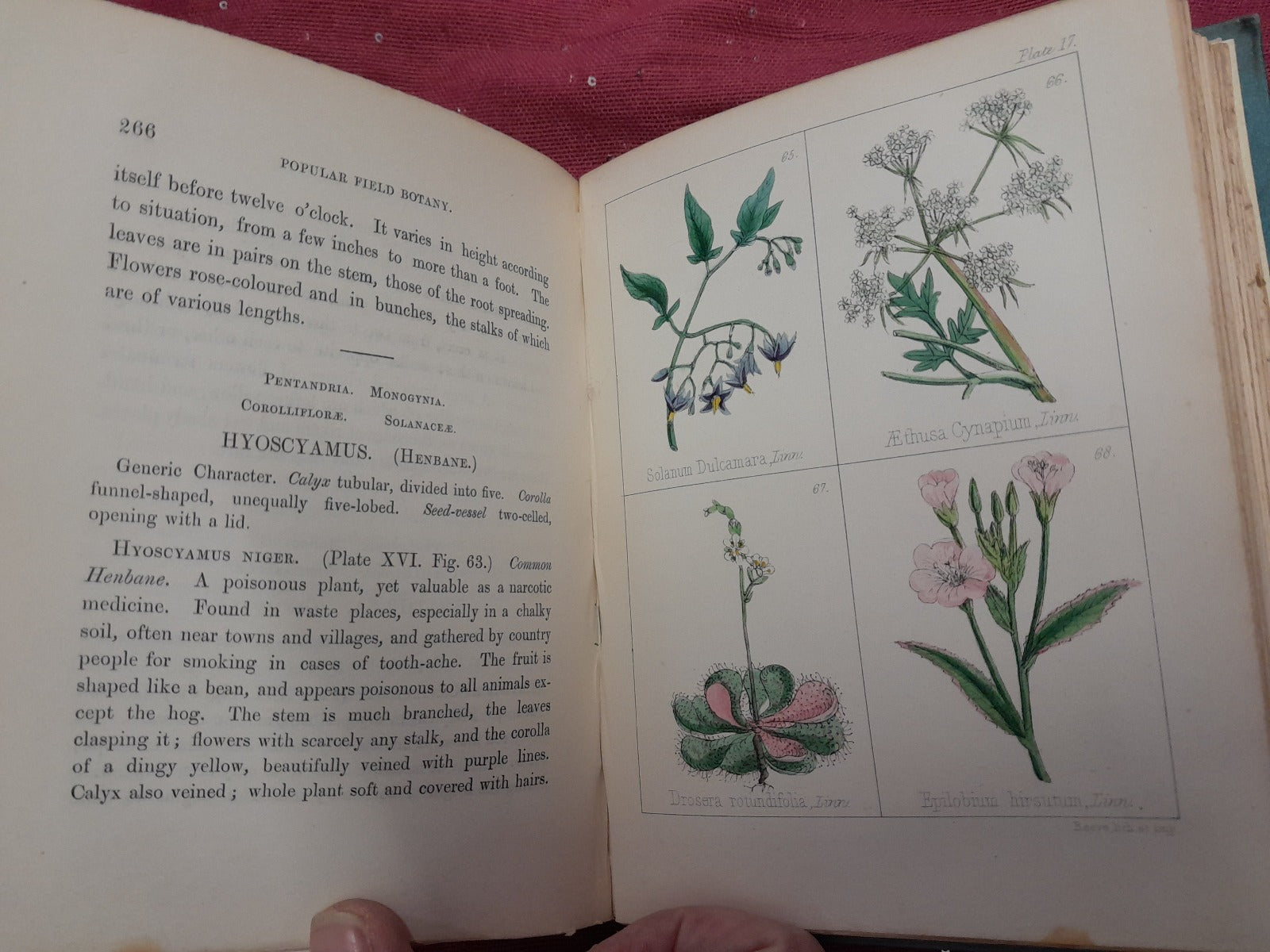Popular Field Botany Agnes Catlow