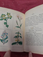 Popular Field Botany Agnes Catlow